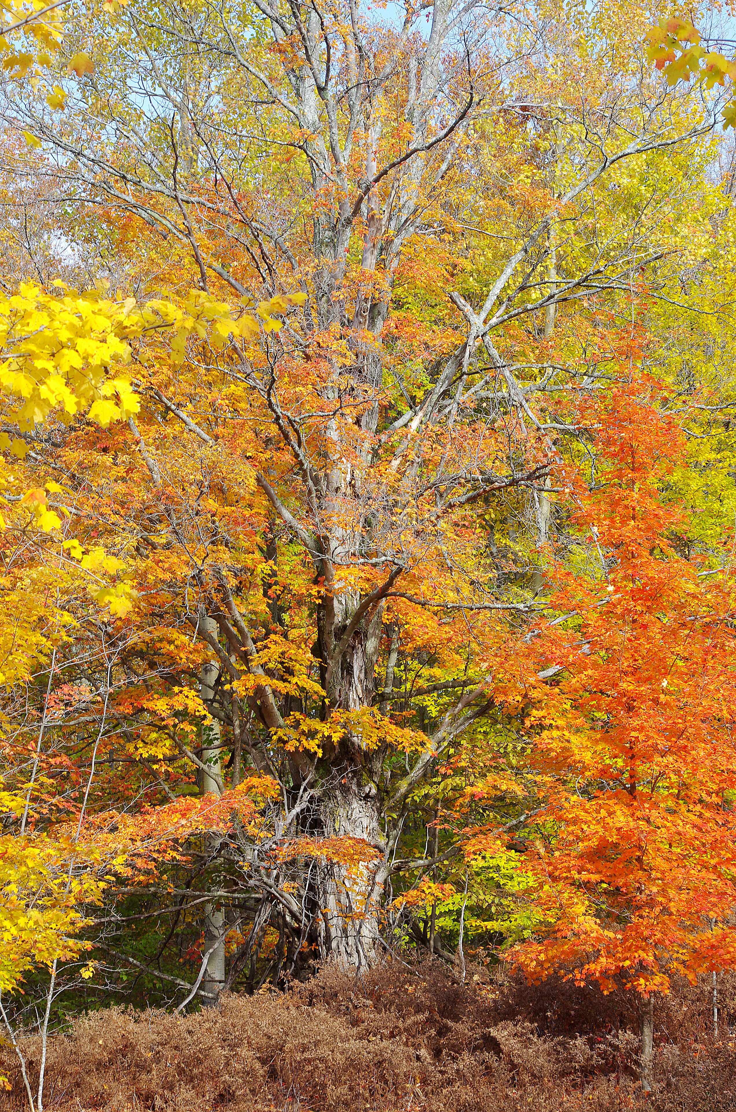 The fall color in Michigan can be quite difficult to predict.  However when you get the timing right it can beautiful.