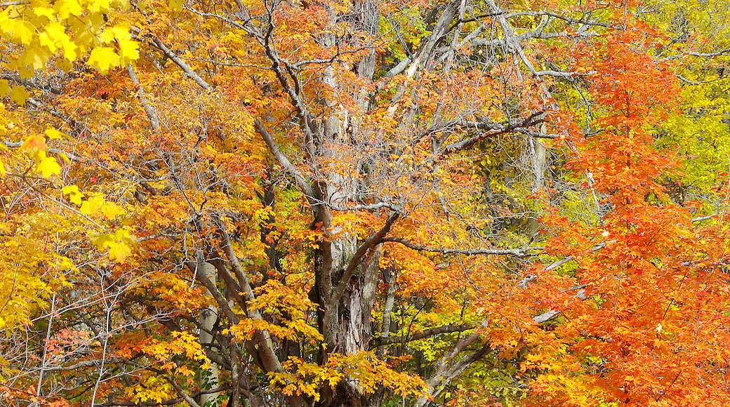The fall color in Michigan can be quite difficult to predict. However when you get the timing right it can beautiful.