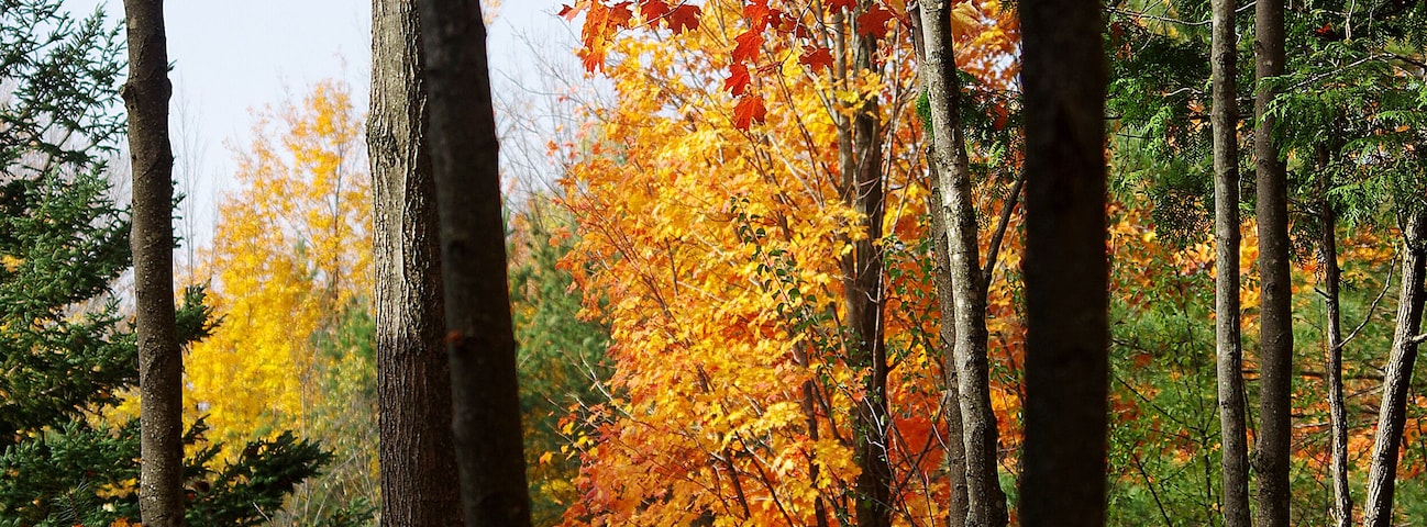 Un bosque con árboles altos y hojas otoñales en tonos de rojo, naranja y amarillo.