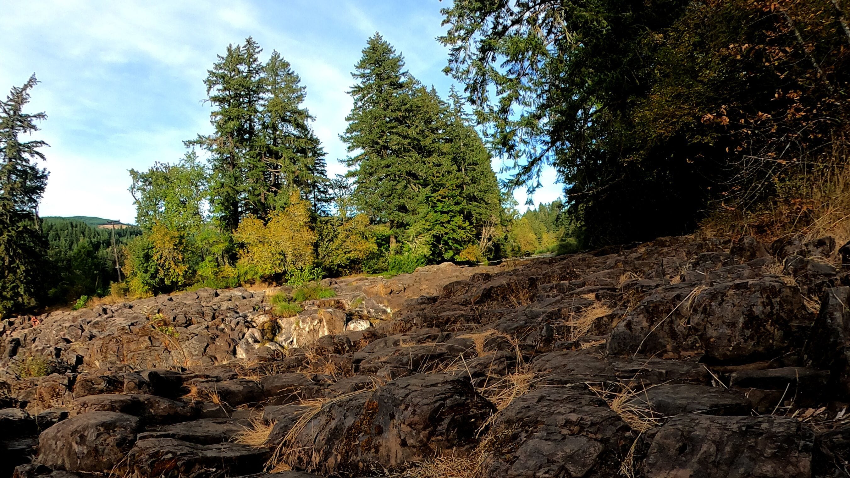 A rocky hillside with dense forest and tall evergreen trees.
