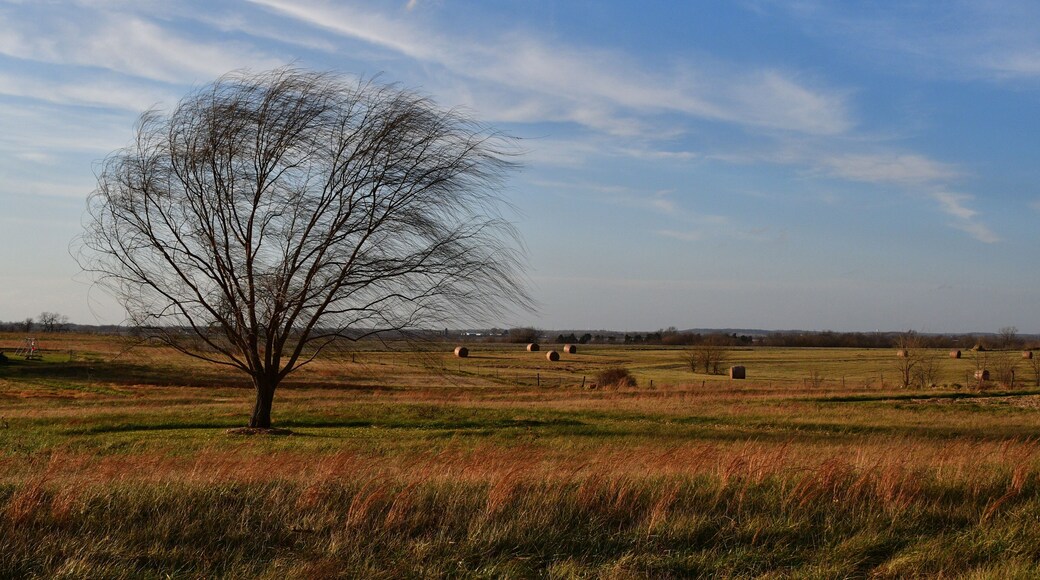 Bare Weeping Willow Tree in a Field Under a Blue Sky