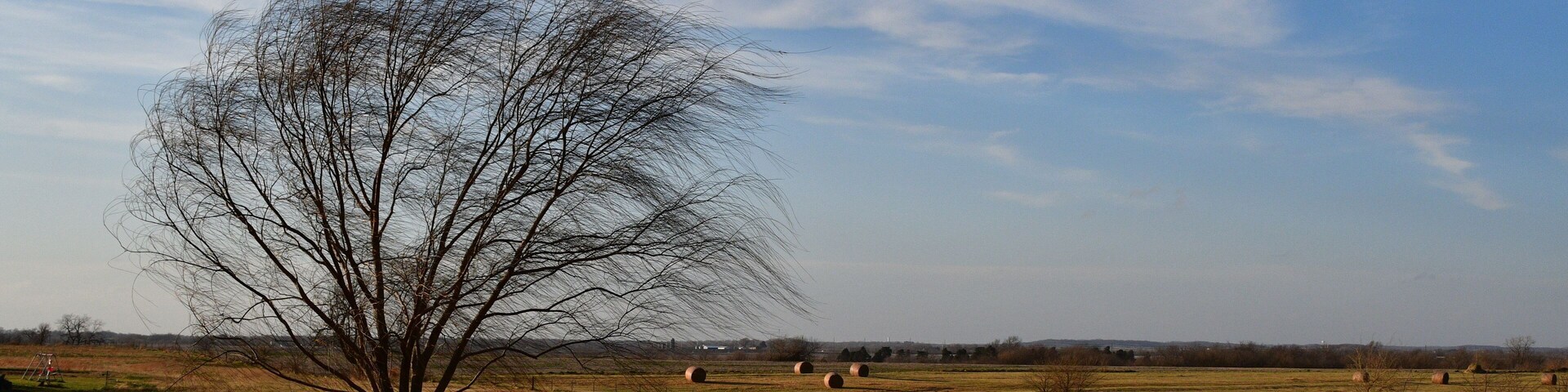 Bare Weeping Willow Tree in a Field Under a Blue Sky