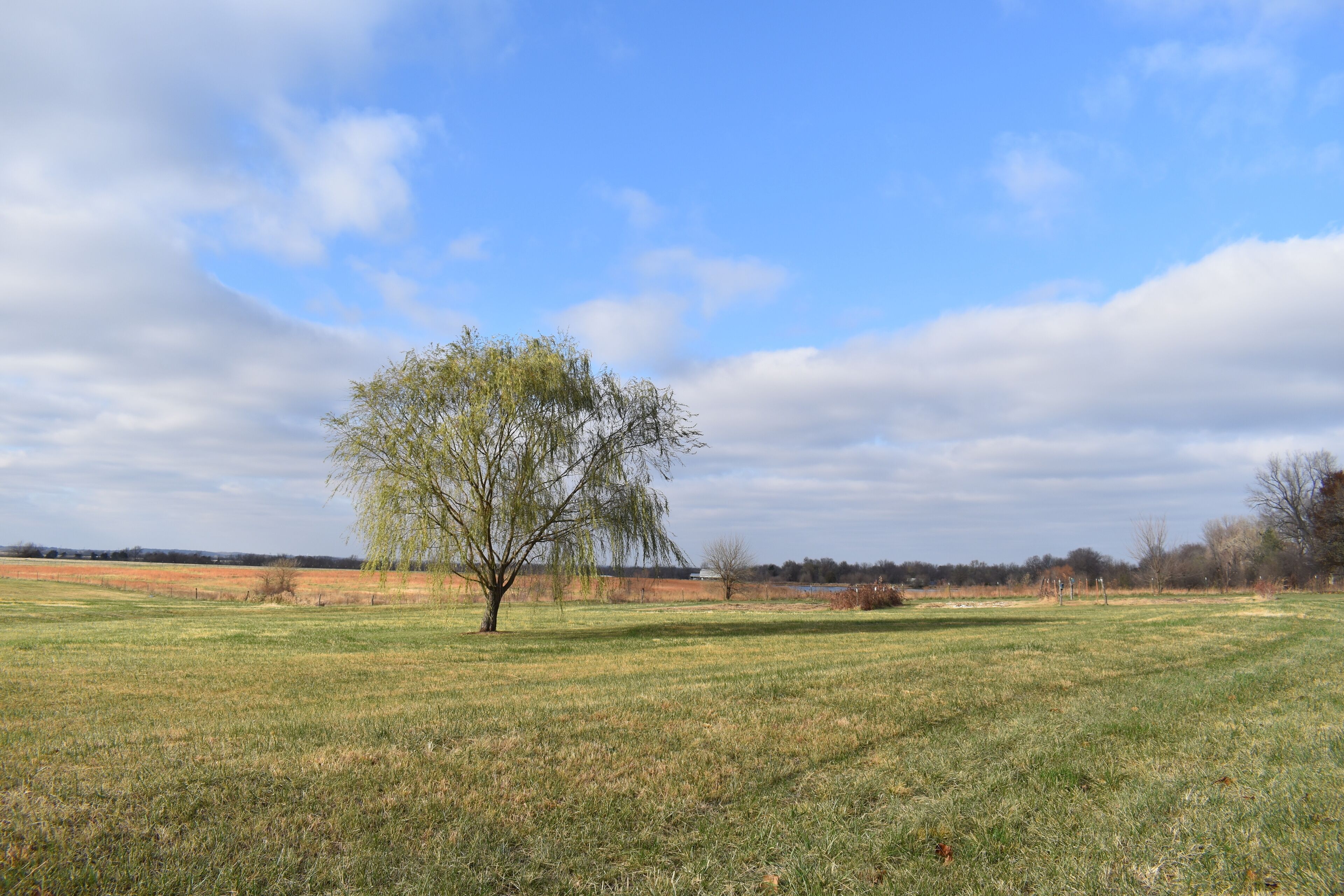 Weeping Willow Tree Under a Cloudy Blue Sky