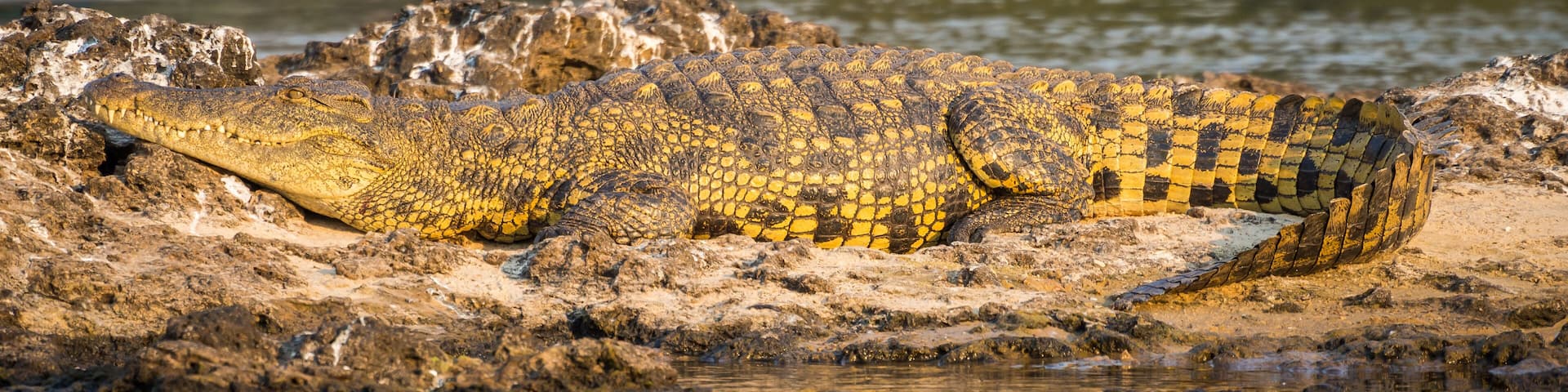 Portrait of beautiful yellow golden nile crocodile laying on rocks on Zambezi river at Katima Mulilo, Namibia, Africa