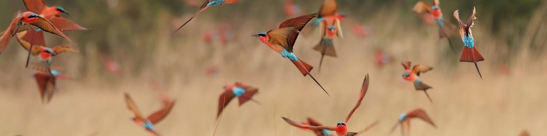 Southern carmine bee-eaters