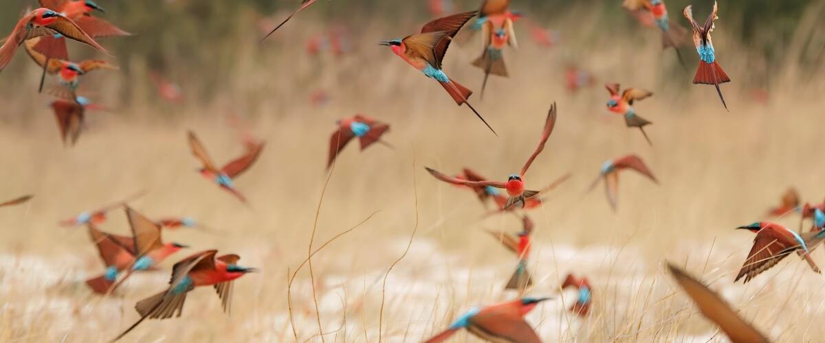A flock of birds in flight over a field.