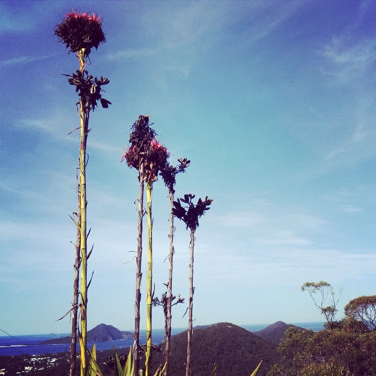 In Australia, flowers can grow as tall as trees! These giant plants are called Gymea Lilies and they are about 6 meters high. You typically find them along the coast in the NSW area, in this case at a lookout in Nelson Bay. #LifeAtExpedia