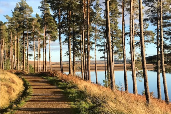 A forested path leading to a body of water.