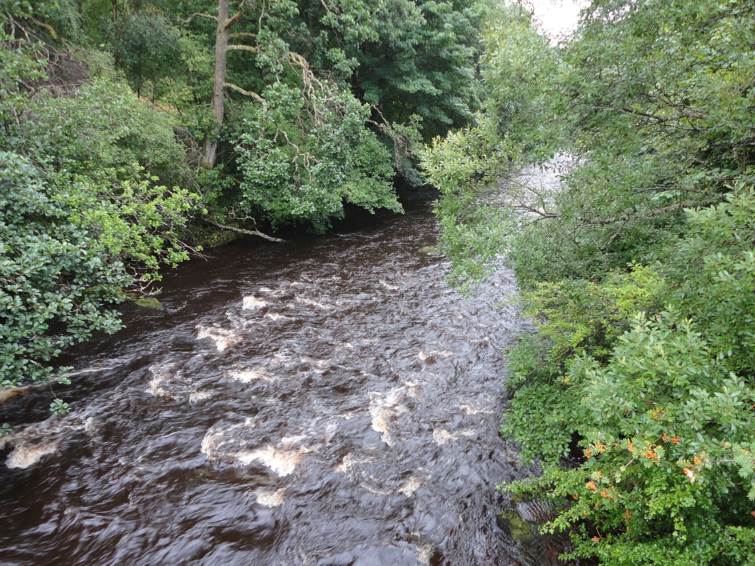 A fast-flowing river surrounded by dense green foliage.