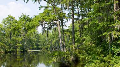 A calm river surrounded by dense trees and lily pads.