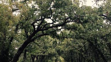 Great trails this one is paved 3 mile loop other trails unpaved, but closed during rain. Beautiful state park