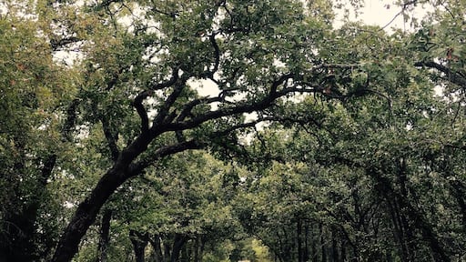 Great trails this one is paved 3 mile loop other trails unpaved, but closed during rain. Beautiful state park
