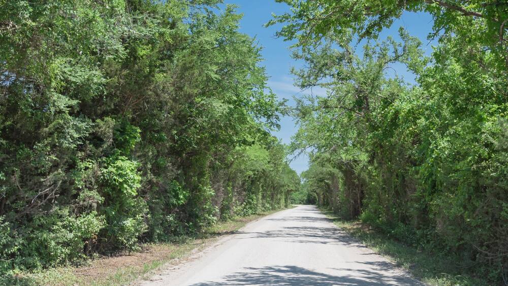 Panorama view country road lined with canopy of trees live oaks in Gainesville, TX, USA. America is an excellent green and clean country. Environmental and transportation background, surreal feeling