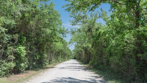 Panorama view country road lined with canopy of trees live oaks in Gainesville, TX, USA. America is an excellent green and clean country. Environmental and transportation background, surreal feeling