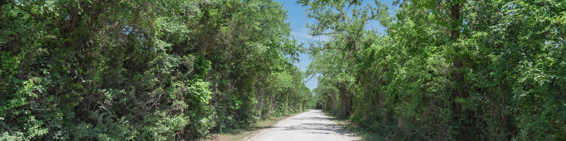 Panorama view country road lined with canopy of trees live oaks in Gainesville, TX, USA. America is an excellent green and clean country. Environmental and transportation background, surreal feeling
