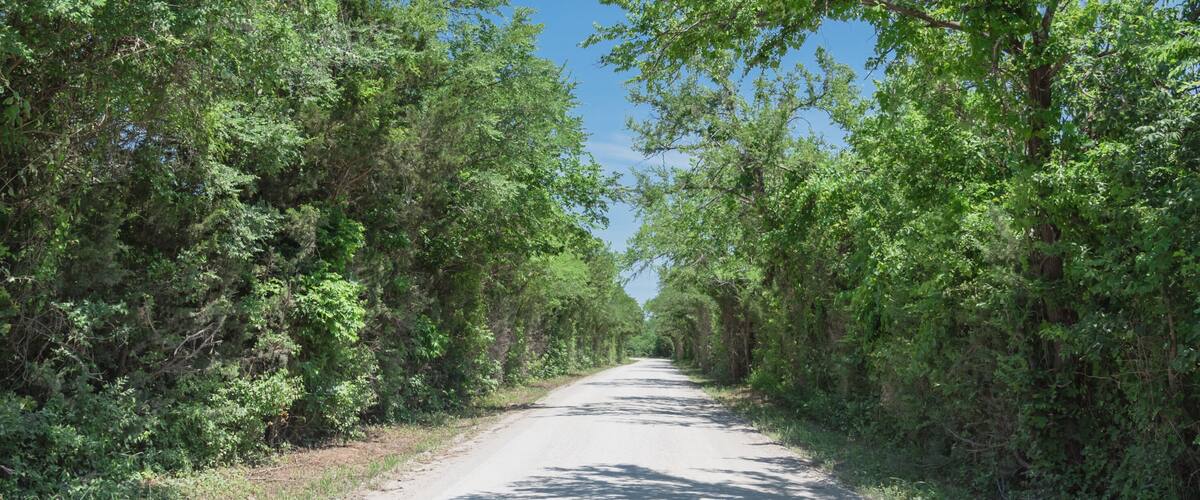 A narrow road flanked by dense green foliage under a clear blue sky.