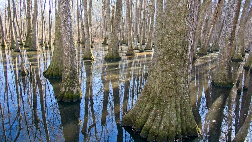 A swamp with numerous trees standing in water, reflecting the sky.