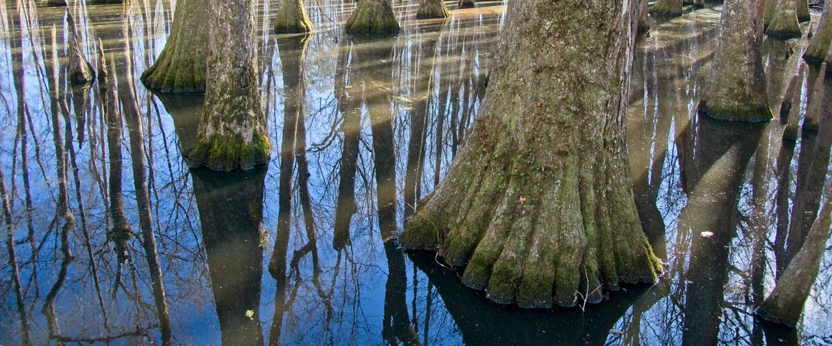 A swamp with numerous trees standing in water, reflecting the sky.