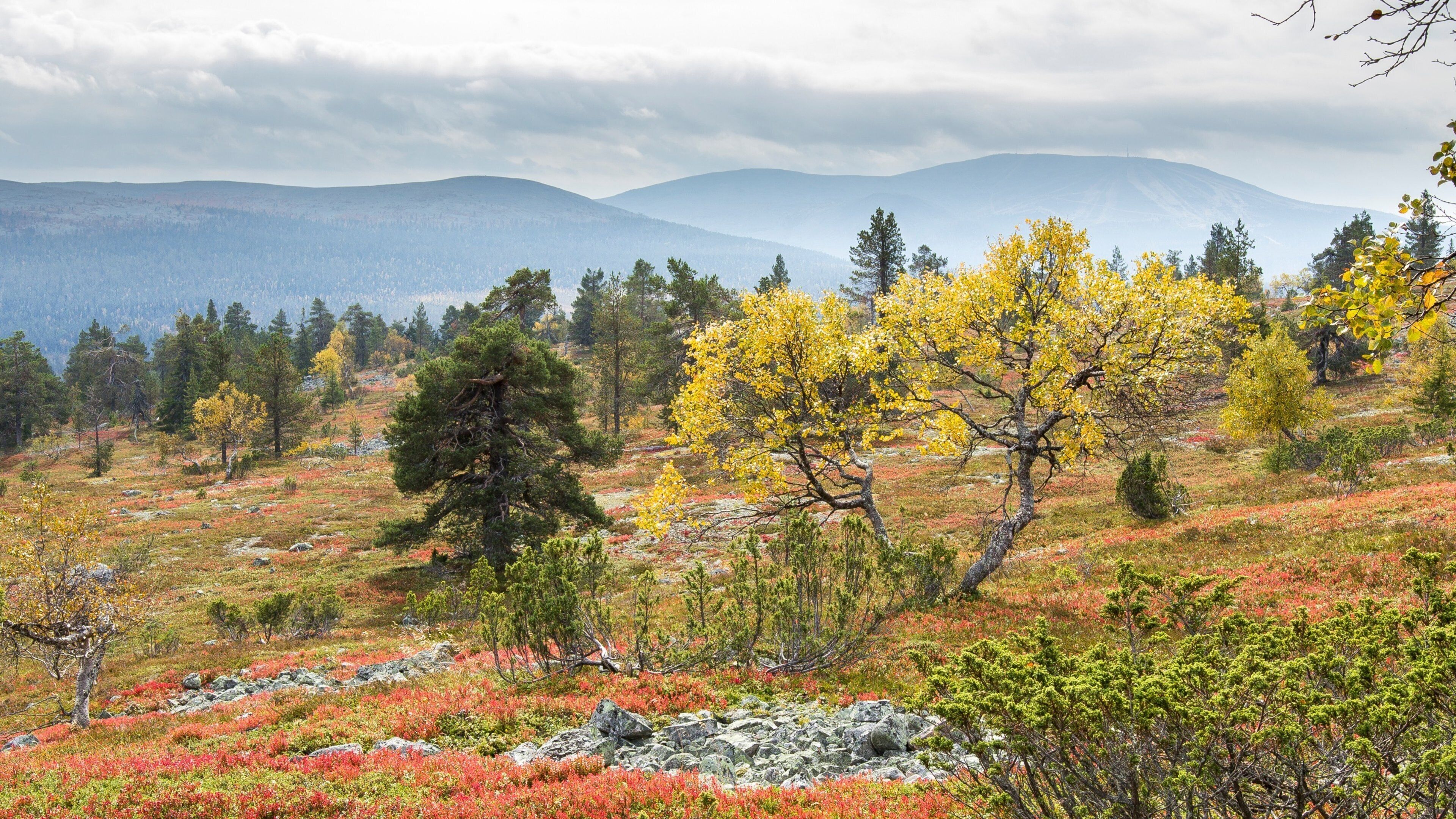 Yllas Ski Resort showing forest scenes, autumn colours and mountains