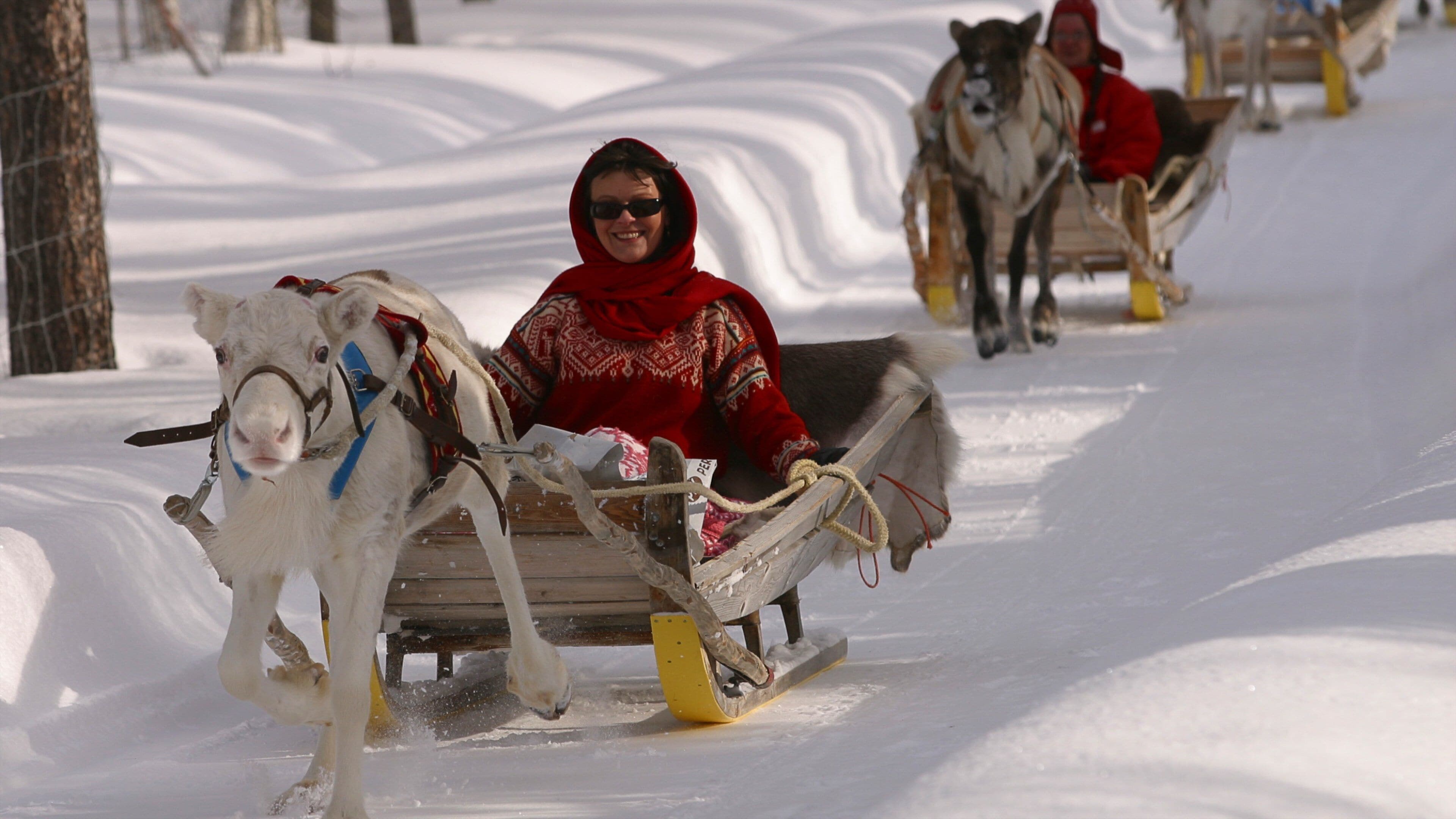 A person in a red jacket and hood sledding on snow with a white dog.