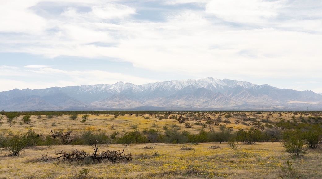Safford