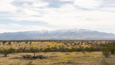 Snow-capped Mount Graham and Spring flowers in Safford, Arizona