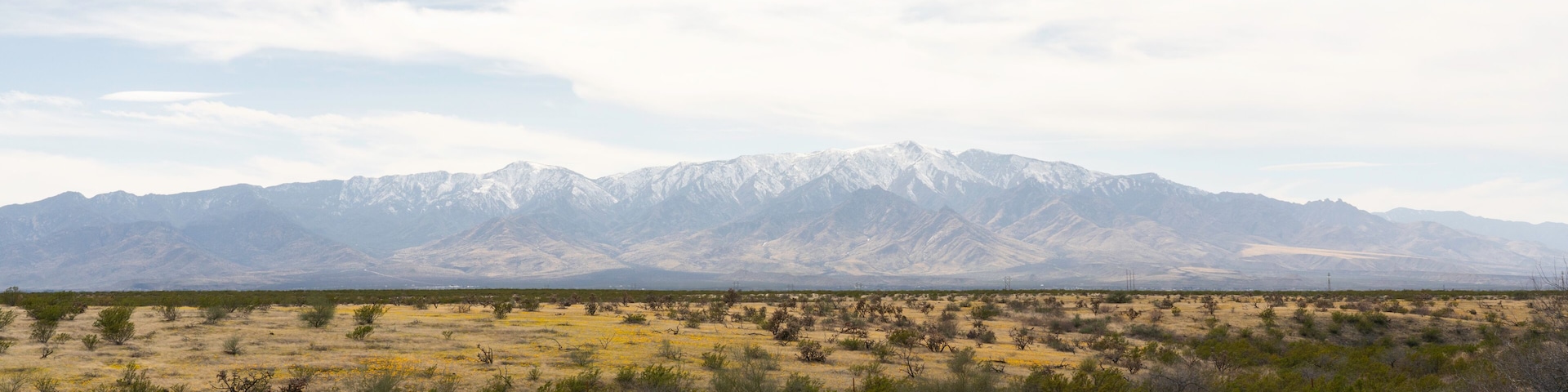 Snow-capped Mount Graham and Spring flowers in Safford, Arizona