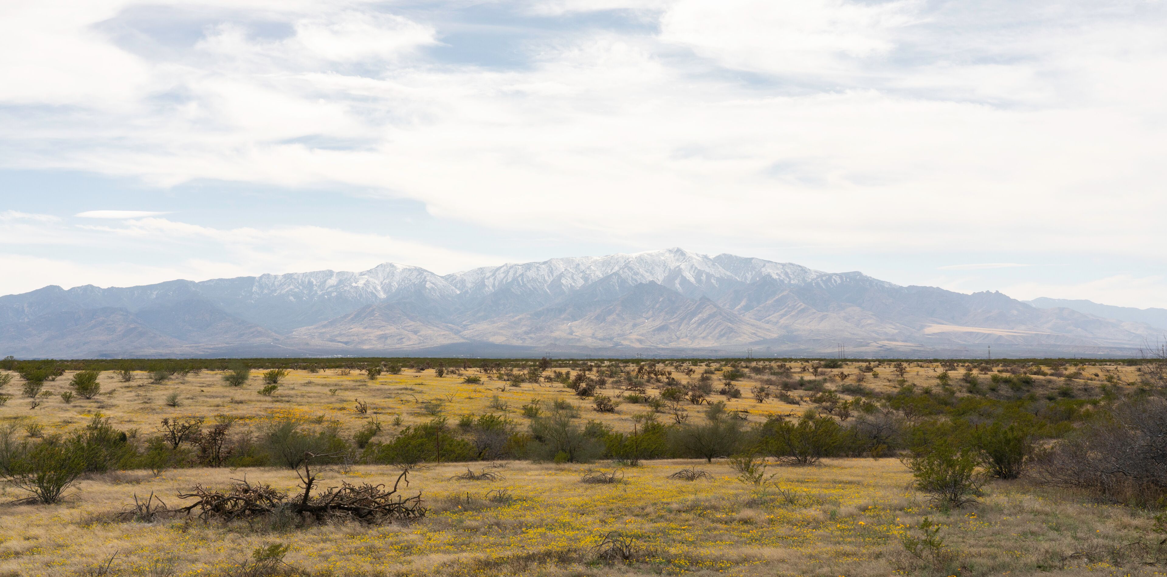 A desert landscape with sparse vegetation and a mountain range in the background.