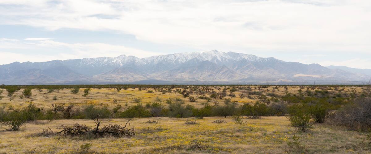 A desert landscape with sparse vegetation and a mountain range in the background.