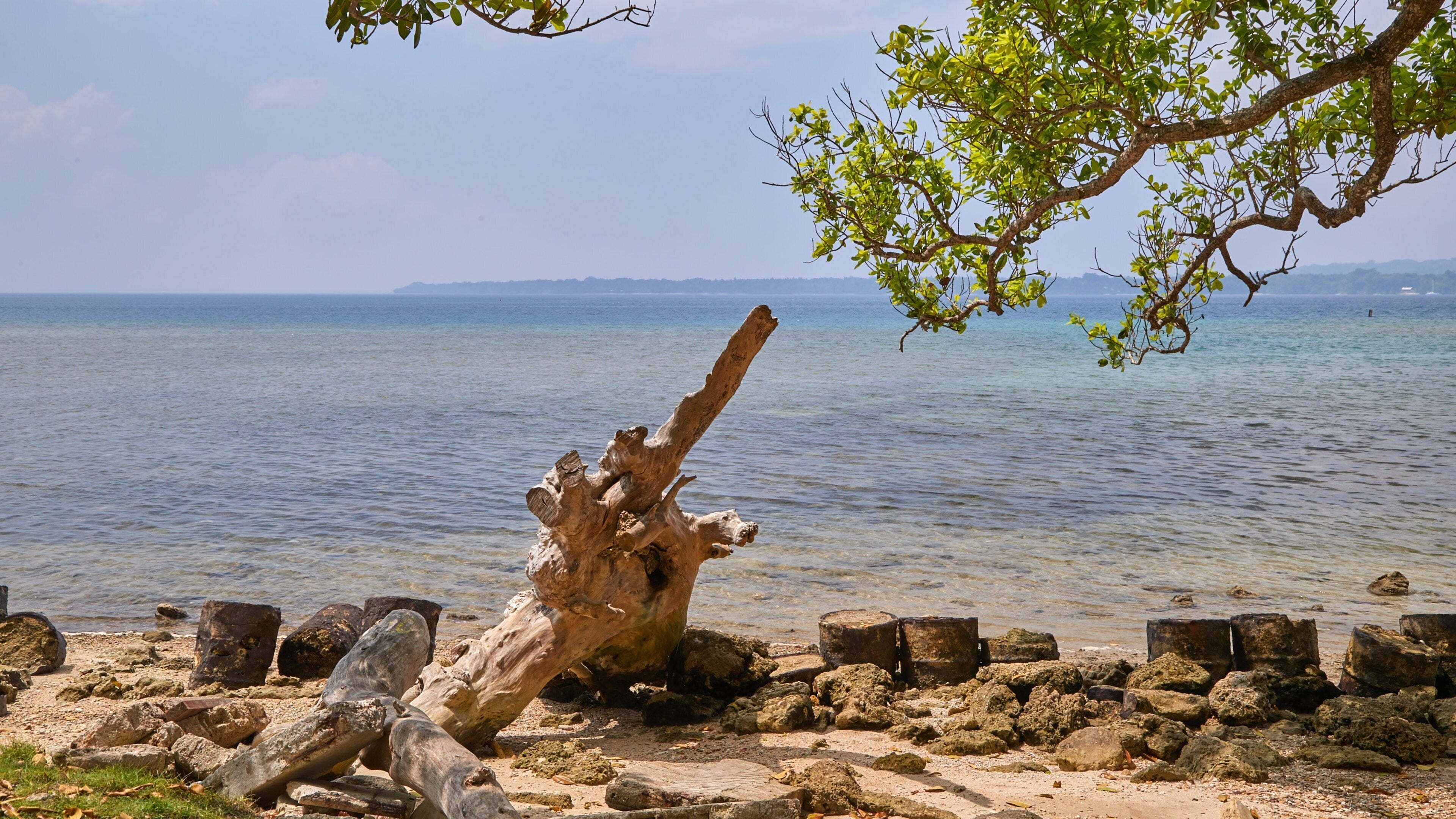 A weathered tree trunk on a rocky beach with calm water and distant mountains.