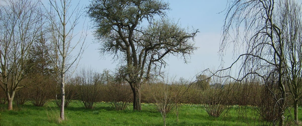 A grassy field with a prominent tree and several leafless trees.