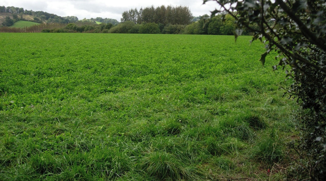 Field near Perthybu General view of field from very minor road leading from A489 trunk road.