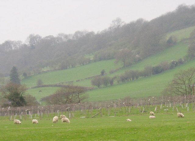 Vineyard near Newtown The vineyard in front of which the sheep are grazing, is on the east side of the Severn, east of Newtown.