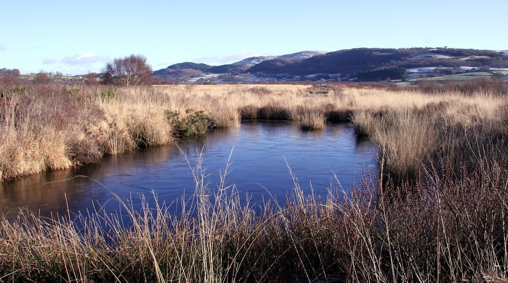 Frozen pool, Cors Fochno.