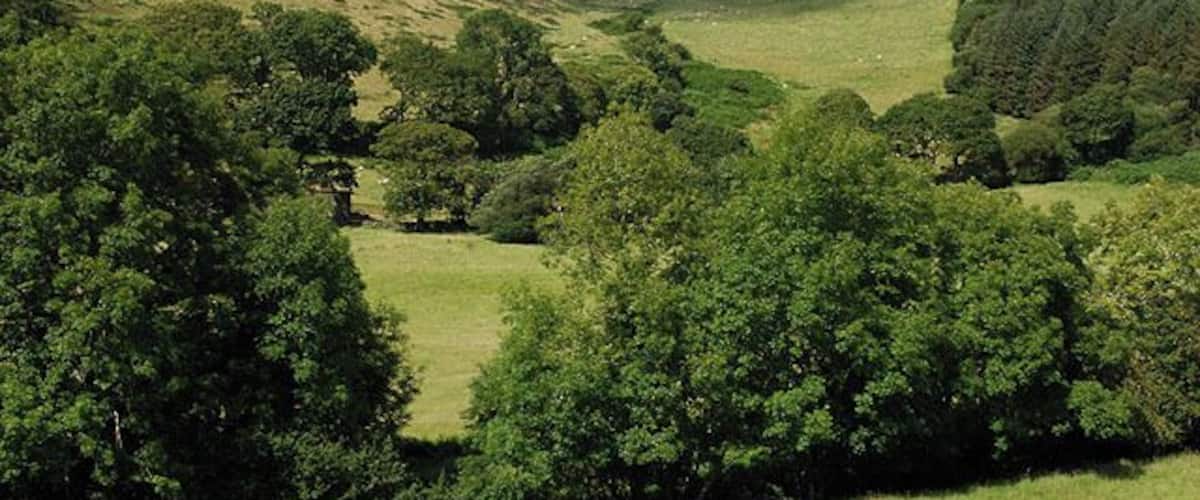 Fields by Fronlas Good grazing both on hillside and on valley floor. The farm itself is hidden behind trees on the left.