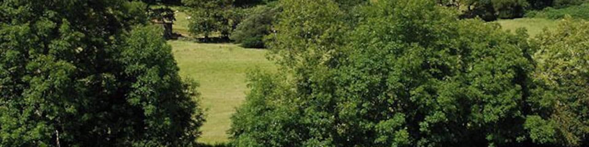 Fields by Fronlas Good grazing both on hillside and on valley floor. The farm itself is hidden behind trees on the left.