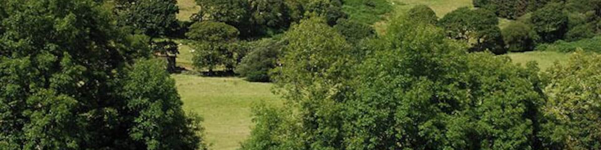 Fields by Fronlas Good grazing both on hillside and on valley floor. The farm itself is hidden behind trees on the left.