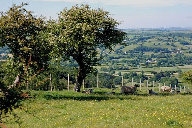 Ein von Bäumen gesäumter Hügel mit weidenden Schafen, einem Zaun und sanft hügeliger Landschaft im Hintergrund.
