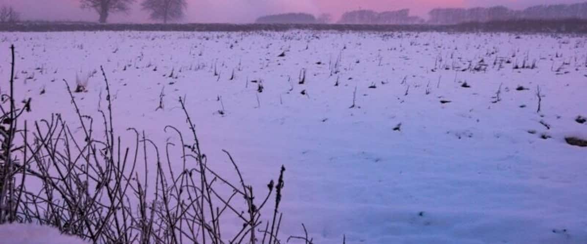 A snowy field with trees in the background and a pinkish sky.
