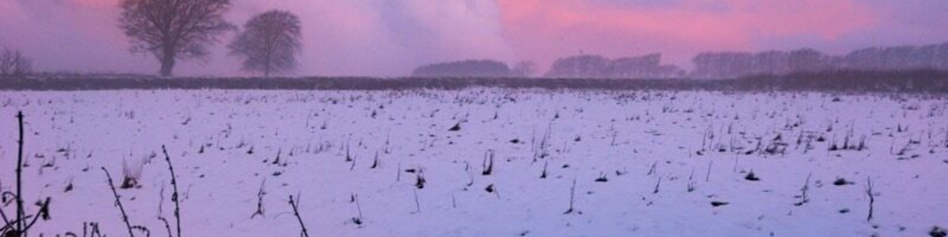 A snowy field with trees in the background and a pinkish sky.