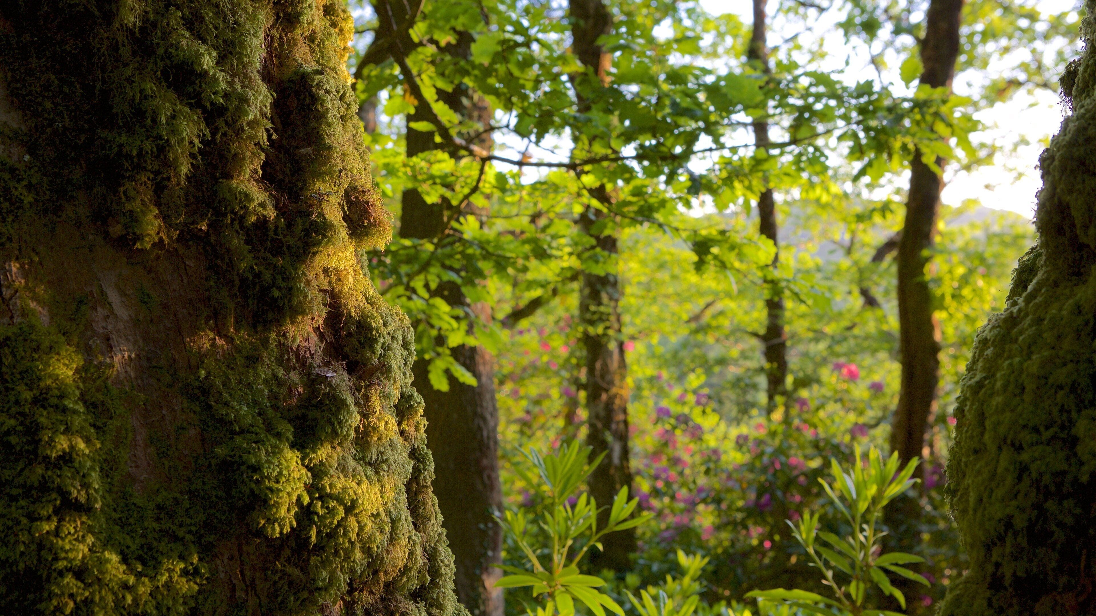 Devils Bridge featuring a park, tranquil scenes and forest scenes