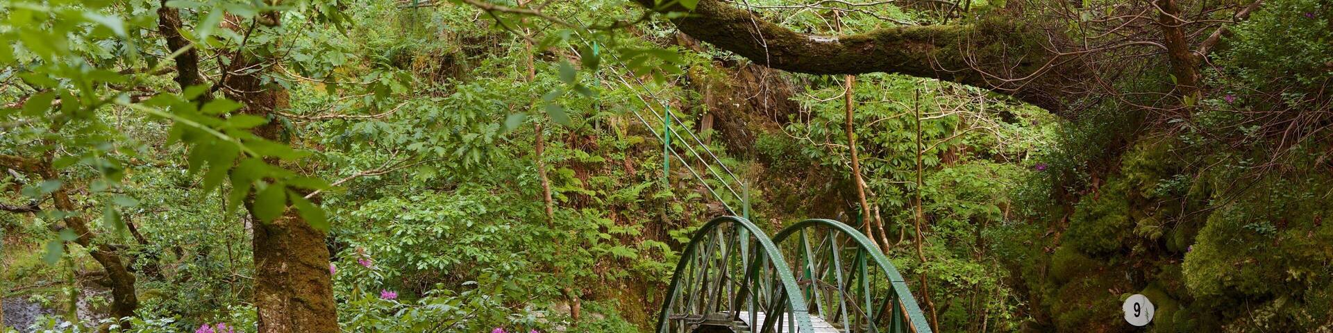 Devil\'s Bridge showing landscape views, forests and wildflowers