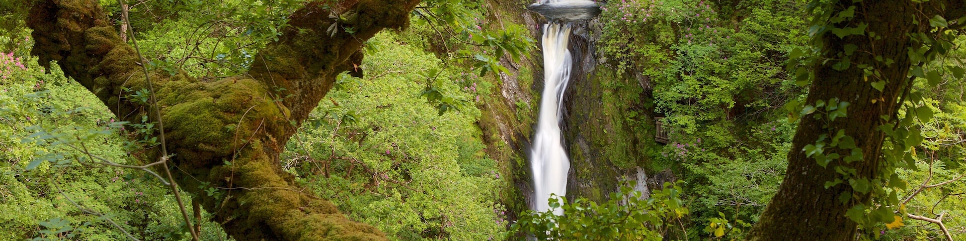 Devil\'s Bridge which includes tranquil scenes, forest scenes and a waterfall