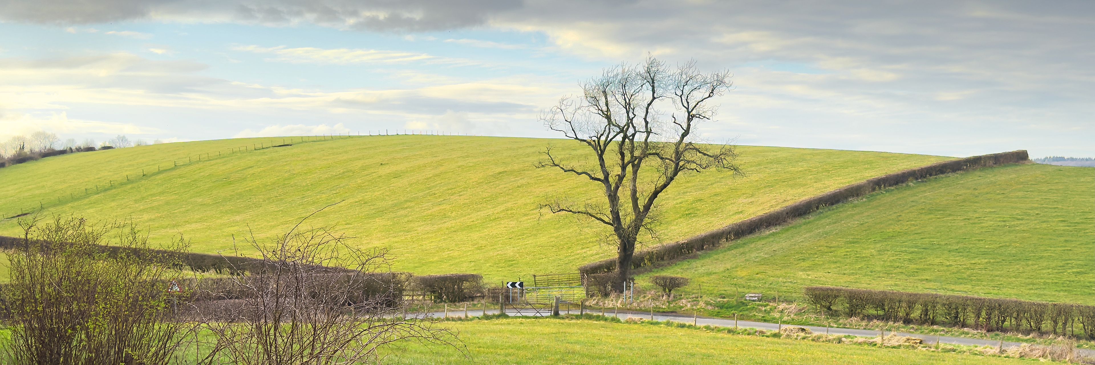 Dolci colline verdi, un albero solitario e una strada sinuosa.