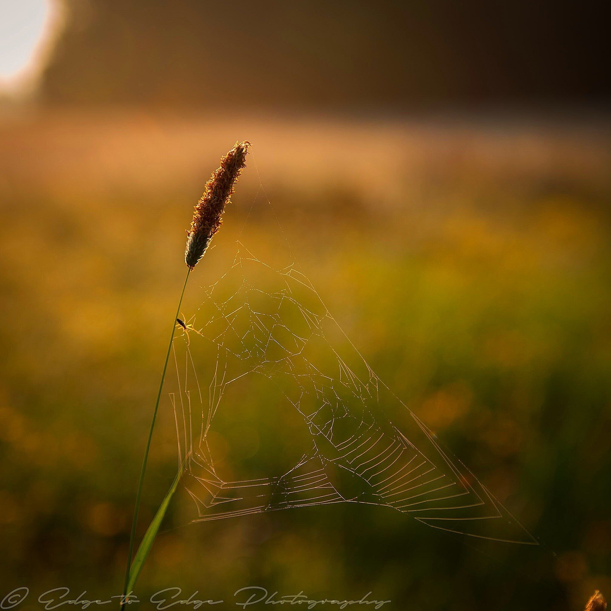 Golden morning light across the fields at Ballymastone, North Dublin #golden