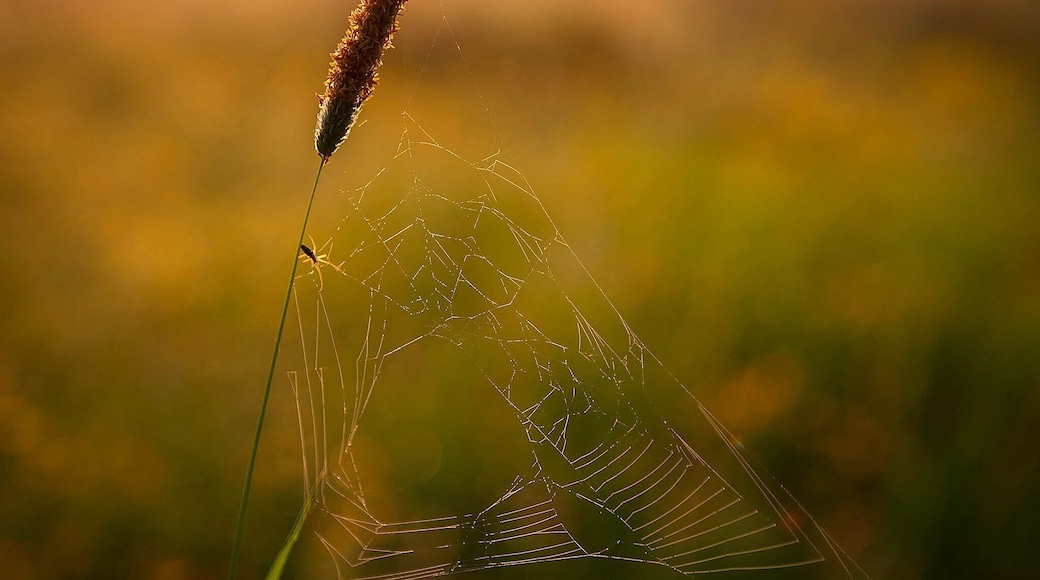 Golden morning light across the fields at Ballymastone, North Dublin #golden