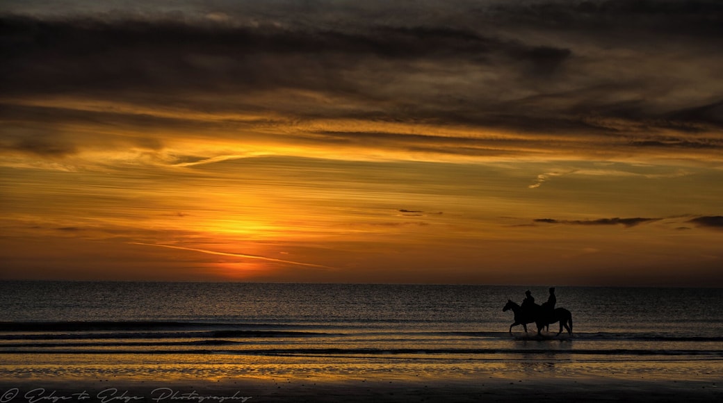 Early morning trot for the horses as the sun rises over the Irish sea