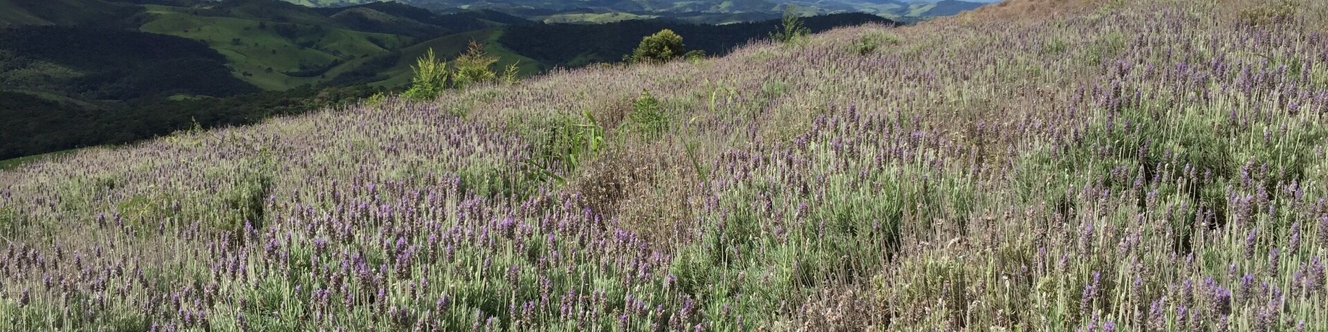 Smells and colors, walking along alleys, and having lavendel icecream at the end. Worth a visit.