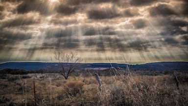 Texas Sunbeams