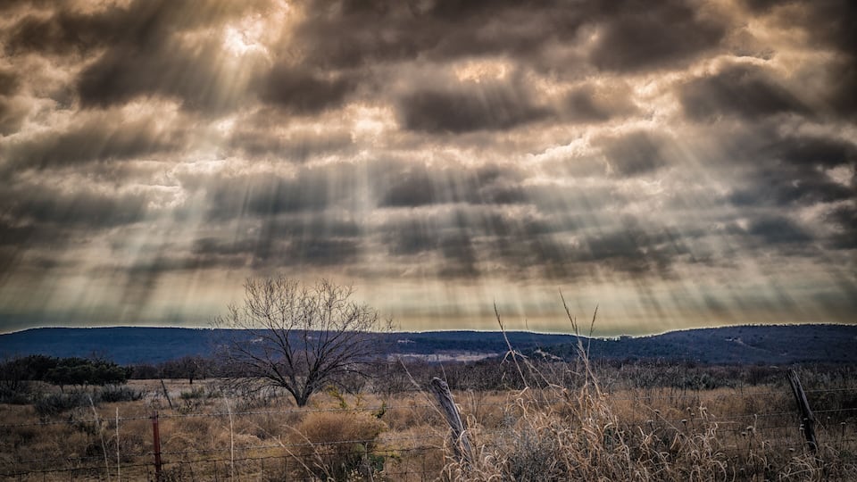 A landscape with a barbed wire fence, dry grass, and a tree in the foreground.